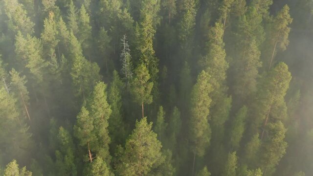 Mist & fog over pine tree forest woodland, orbit aerial drone fottage