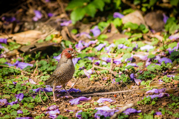 Garden Birds of Southern Africa