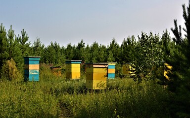 bright wooden beehives in the forest .beekeeping