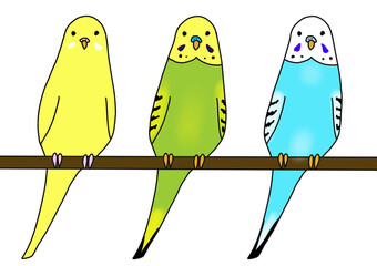 3色のセキセイインコ

