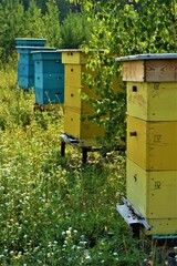 bright wooden beehives in the forest .beekeeping