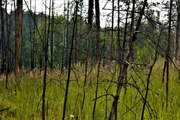 sunset in the forest