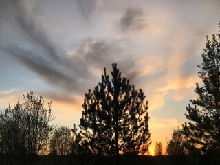 sunset in the forest