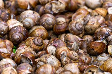 A series of photographs one day at a grape snail farm.