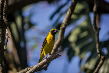 Fototapeta premium Garden Birds of Southern Africa