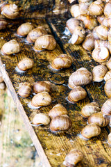 A series of photographs one day at a grape snail farm.