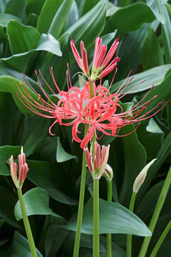 Red Spider Lily (Lycoris radiata). Called Surprise Lily, Hell Flower, Red Magic Lily and Equinox flower also