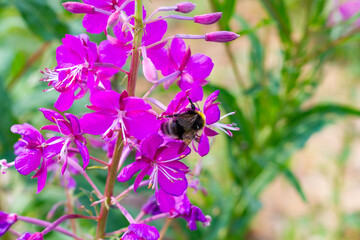 shaggy bumblebee collects pollen from the flowers of the fireweed narrow-leaved plant on a bright sunny day