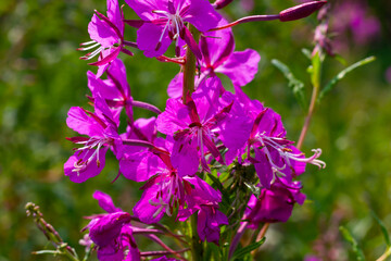 blooming fireweed narrow-leaved fuchsia color on a background of green grass on a bright sunny day