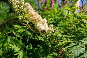 hairy bumblebee collects pollen from the flowers of the spirea mountain ash plant on a bright sunny day