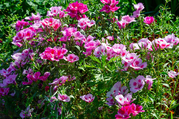 beautiful pink flowers of garden geranium on a background of green grass on a bright summer day