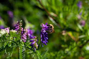 furry bumblebee collects pollen from the flowers of the plant vasel mouse peas on a bright sunny day