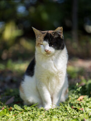 浜離宮恩賜庭園の猫