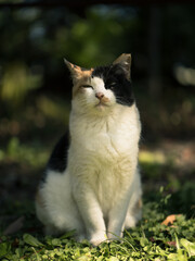 浜離宮恩賜庭園の猫