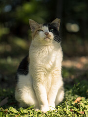 浜離宮恩賜庭園の猫