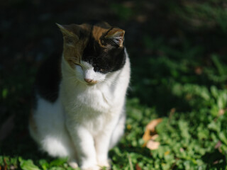 浜離宮恩賜庭園の猫