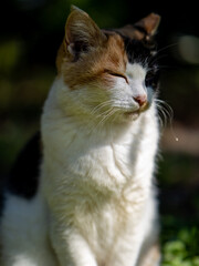 浜離宮恩賜庭園の猫