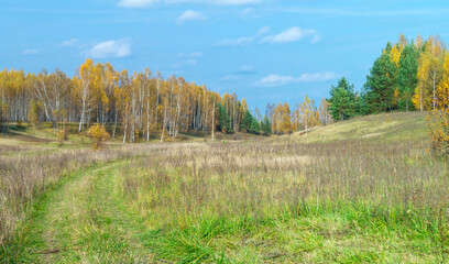 Autumn landscape with birch by wood on background blue sky