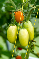 Long green tomatoes in the greenhouse, ripening crop of tomatoes.