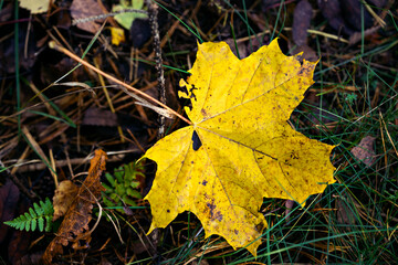 Defocused autumn leaves background. October. Close up