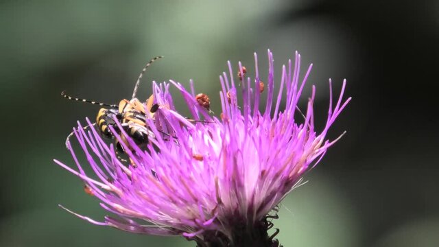 insetti su cardo