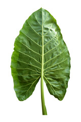 Giant Taro plant leaf also known as:Alocasia machrorhiza,Dieffenbachia (Dumb Cane), Elephant Ear, Cunjevoi isolated on white background, clipping path included.