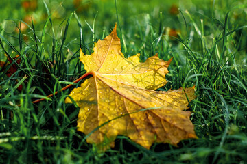 Dry autumn yellow maple leaf with water drops on the green grass, autumn season, selective focus
