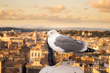 Seagull resting with Rome in the background at sunset
