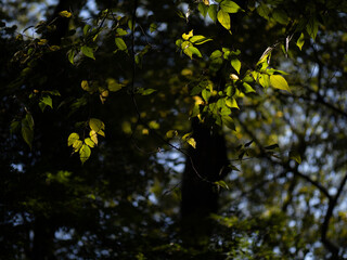 秋の森の中で光を受ける木の葉