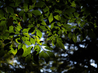 秋の森の中で光を受ける木の葉