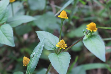 yellow flower and bee