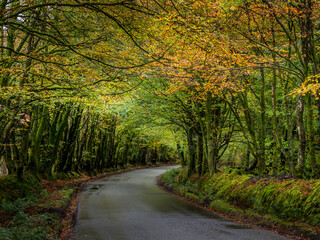 A Devon lane in autumn after rain. England, UK.