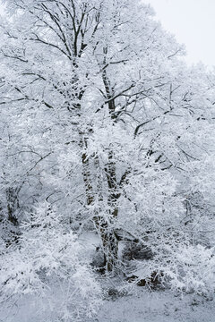 Snowcoverd linden tree on frosty could winterday in Vienna