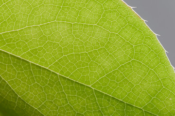 Elfenblume (Epimedium x versicolor Sulphureum), Blatt,