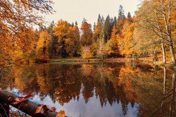 Beautiful forest lake with reflection water inside - Autumn colors in the forest