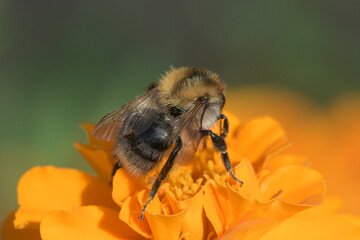 Ackerhummel (Bombus pascuorum)