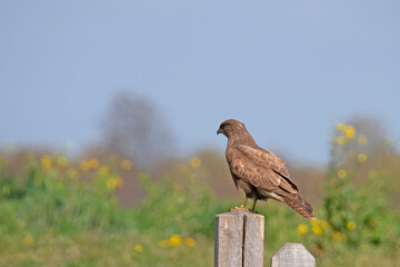 Common Buzzard on his post waiting vor some prey,