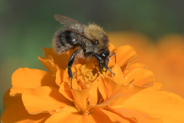 Ackerhummel (Bombus pascuorum)