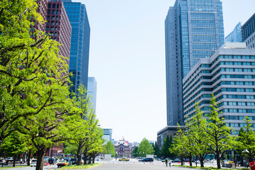 Naklejka premium 皇居外苑の新緑とビル群