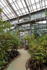 Vintage steel and glass doorway in greenhouse with lush plants under glass ceiling. View of an old tropical greenhouse with evergreen plants, sunlight