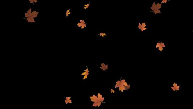 4k falling leaf animation. Autumn maple leaves fall with alpha channel.