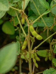 Soybean pods growing on the sides of the stem, growing in the field