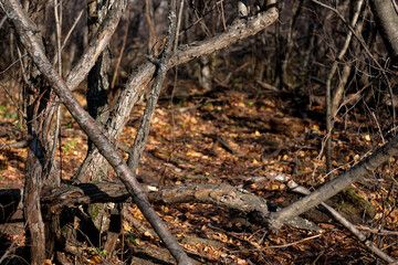 Gray branches of overgrown wild rose in the forest. Autumn landscape