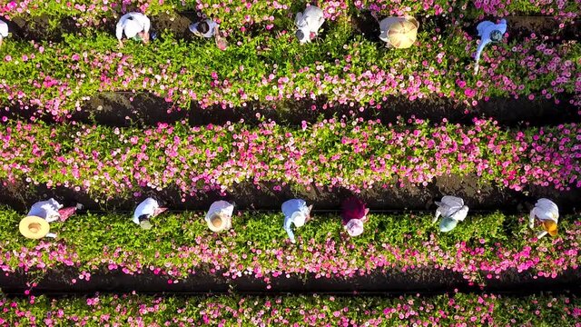 Aerial view of labor exchange in cut flower farm industry during harvest season which have many gardeners hands on field for cultivate the produce