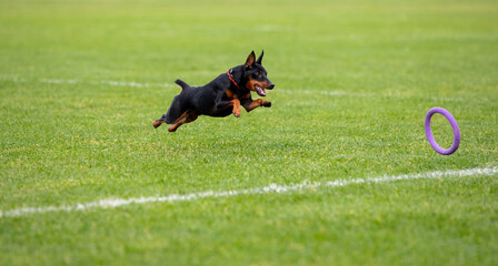 Sportive dog performing during the lure coursing in competition. Pet sport, motion, action, showing, performance concept. Pet's love. Young animal training before performing. Looks strong, purposeful.