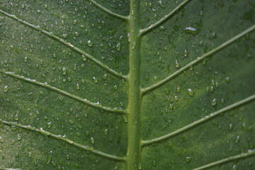 Green leaves background, natural background and wallpaper.