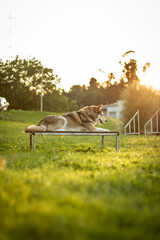 husky lying on table by agility trainig at sunset