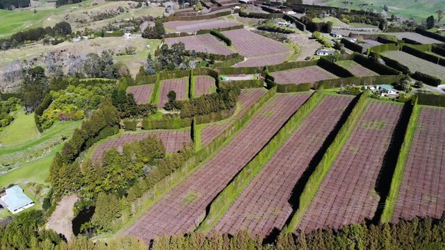 Classic farm in New Zealand with rows of windbreakers to protect fruit orchard
