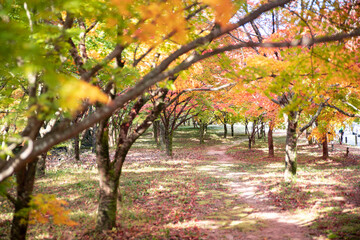 가을의 물든 나무들