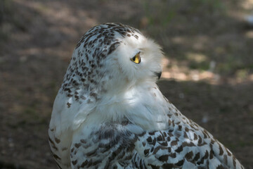 Schnee-Eule (Bubo scandiacus)